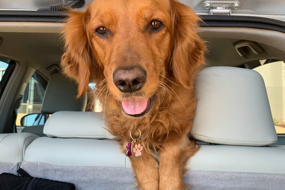 How to Keep Your Dog Safe in the Car