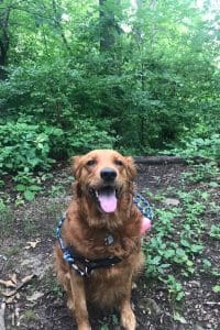 Dog Hiking