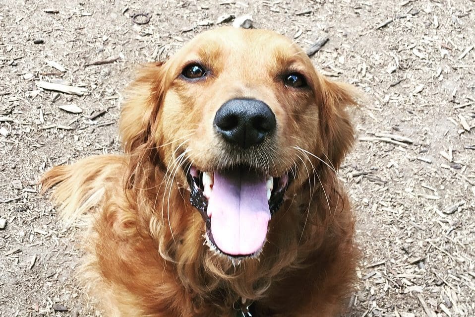 What Does It Mean? 15 Common Dog Idioms