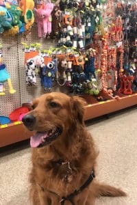 Dog Store