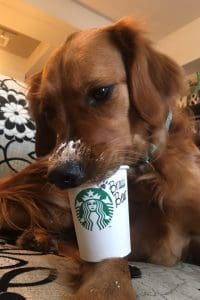 Starbucks Puppuccino