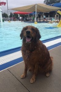 Dog Swimming Pool