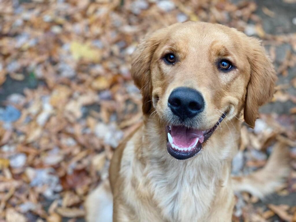 golden retriever smiling